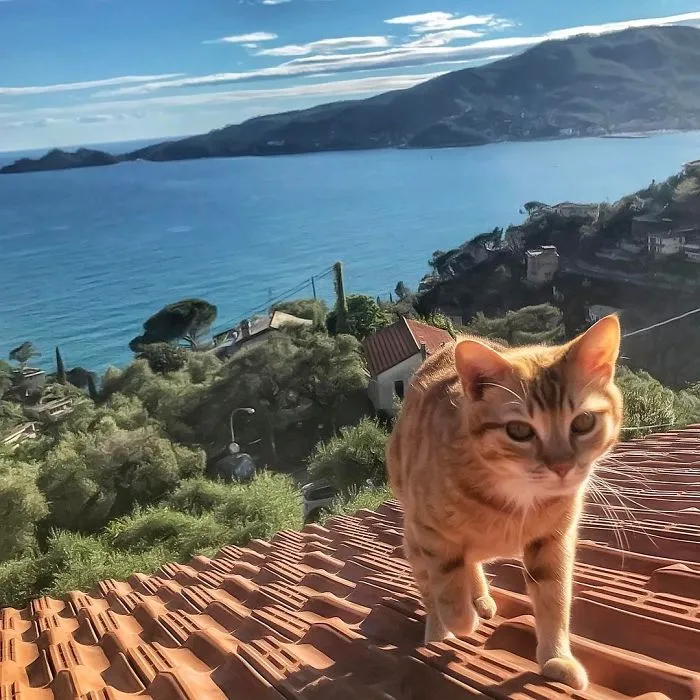 Italian Woman Documents The Carefree Life Of Her Cat And It Kinda Makes You Jealous (36 Pics)
