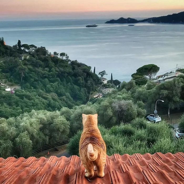 Esta italiana documenta la vida despreocupada que lleva su gato, y la verdad es que da envidia (36 fotos)