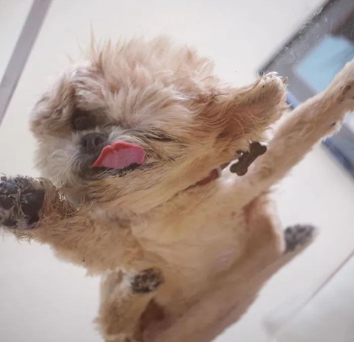 Meet Marnie, An 18 Y.O. Instagram Dog-Star With Almost 2 Million Followers And Friends Like Taylor Swift And Demi Lovato