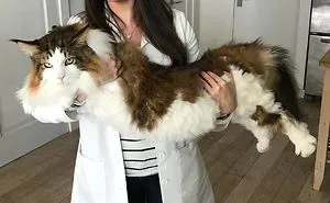 People Are Sharing Pics Of Their Long Cats That Seem To Stretch 'Til Infinity (30 Pics)