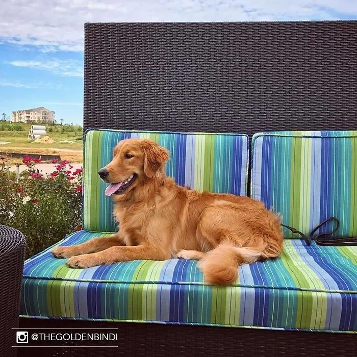 This Hotel Lets Guests Foster Dogs During Their Stay, And At Least 33 Of Them Have Been Adopted Afterward