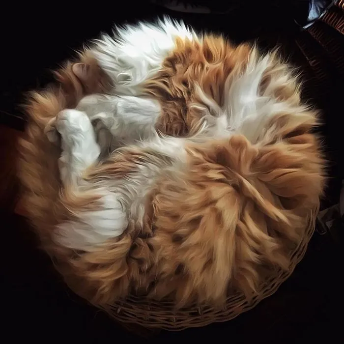 Esta italiana documenta la vida despreocupada que lleva su gato, y la verdad es que da envidia (36 fotos)