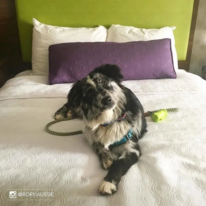 This Hotel Lets Guests Foster Dogs During Their Stay, And At Least 33 Of Them Have Been Adopted Afterward