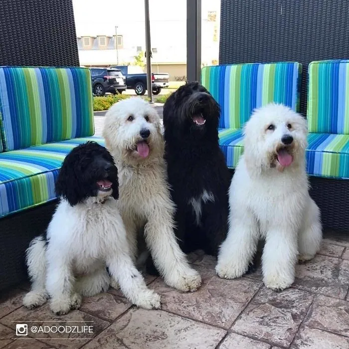 Este hotel deja que los huéspedes acojan perros durante su estancia, y después ya han sido adoptados al menos 33
