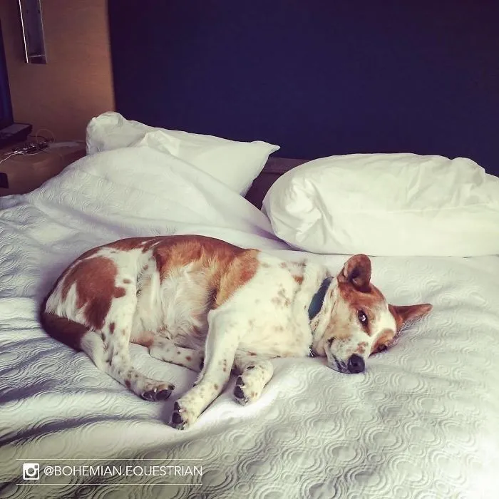 Este hotel deja que los huéspedes acojan perros durante su estancia, y después ya han sido adoptados al menos 33