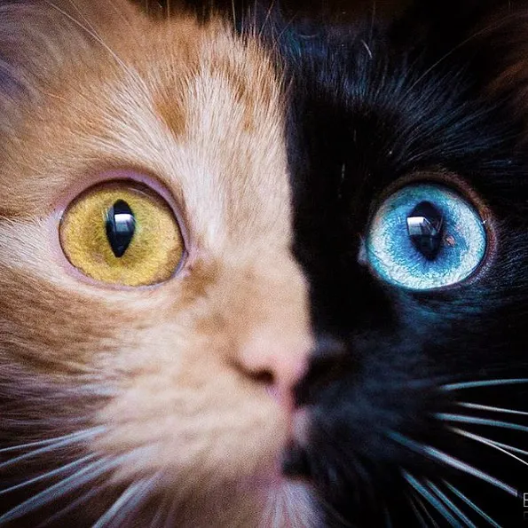 30 Pics Showcase How Unique This Two-Faced Cat Called Quimera Is