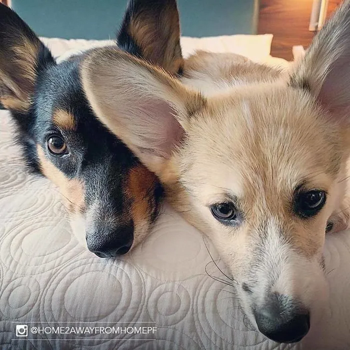 This Hotel Lets Guests Foster Dogs During Their Stay, And At Least 33 Of Them Have Been Adopted Afterward
