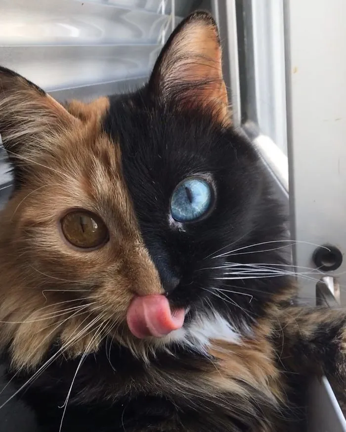 30 Pics Showcase How Unique This Two-Faced Cat Called Quimera Is