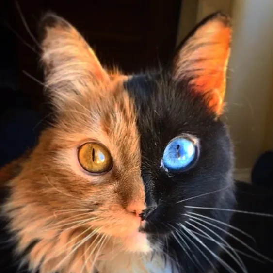 30 Pics Showcase How Unique This Two-Faced Cat Called Quimera Is