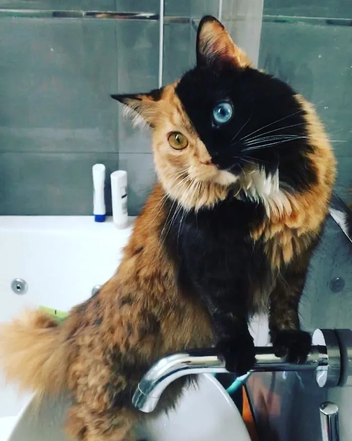 30 Pics Showcase How Unique This Two-Faced Cat Called Quimera Is