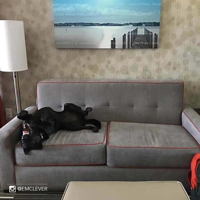 This Hotel Lets Guests Foster Dogs During Their Stay, And At Least 33 Of Them Have Been Adopted Afterward