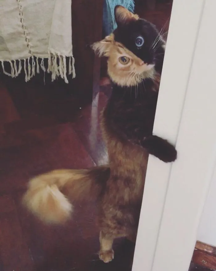 30 Pics Showcase How Unique This Two-Faced Cat Called Quimera Is