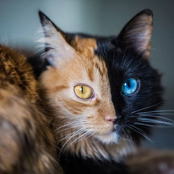 30 Pics Showcase How Unique This Two-Faced Cat Called Quimera Is