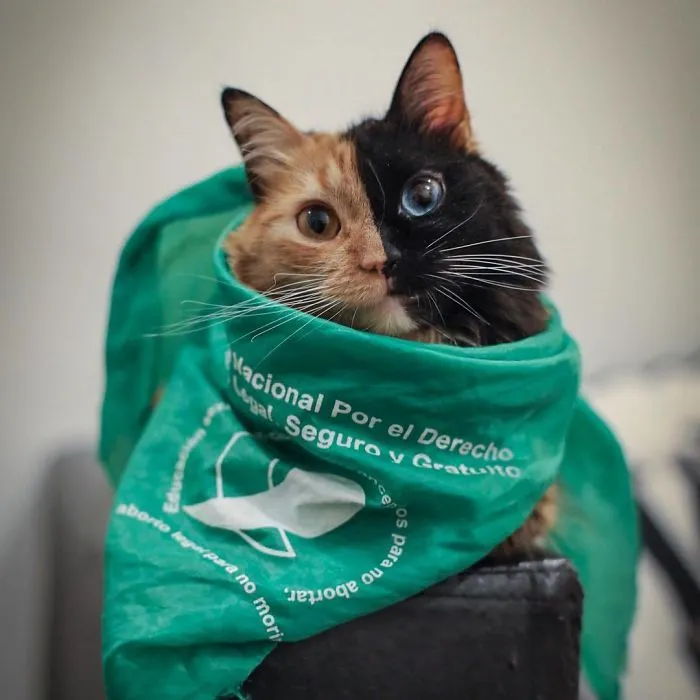 30 Pics Showcase How Unique This Two-Faced Cat Called Quimera Is