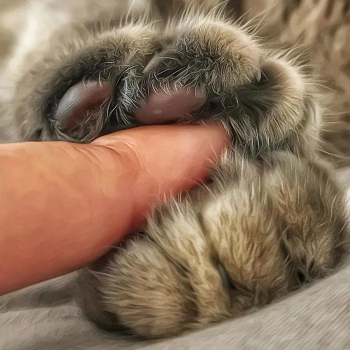 Esta italiana documenta la vida despreocupada que lleva su gato, y la verdad es que da envidia (36 fotos)