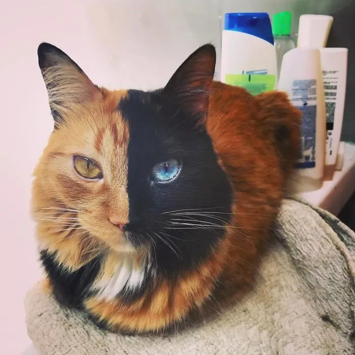 30 Pics Showcase How Unique This Two-Faced Cat Called Quimera Is