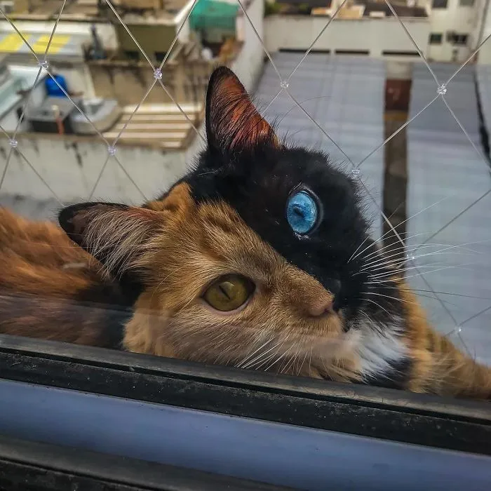 30 Pics Showcase How Unique This Two-Faced Cat Called Quimera Is