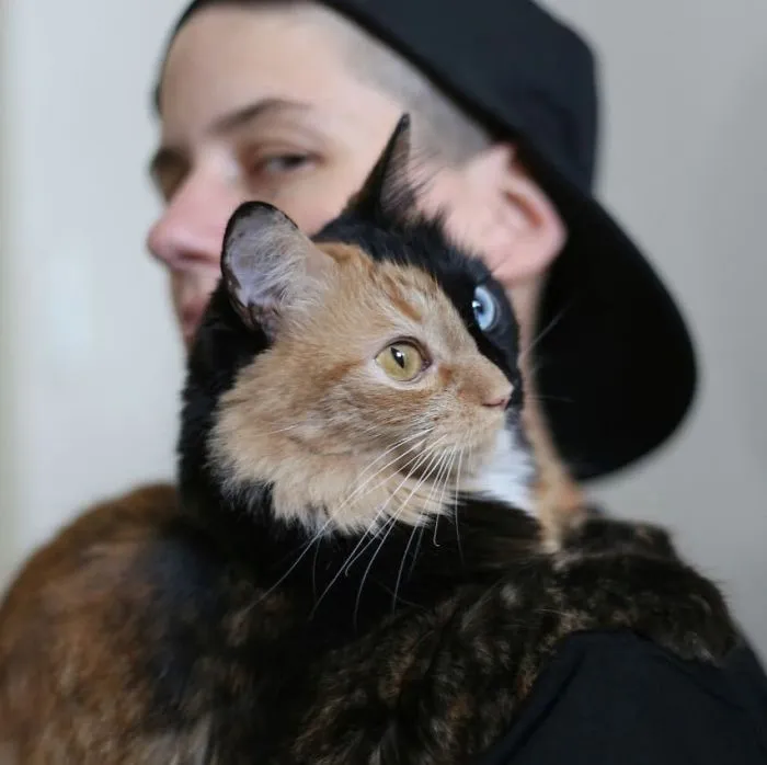 30 Pics Showcase How Unique This Two-Faced Cat Called Quimera Is