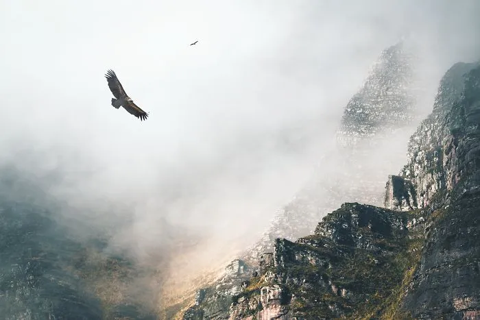 Big Birds