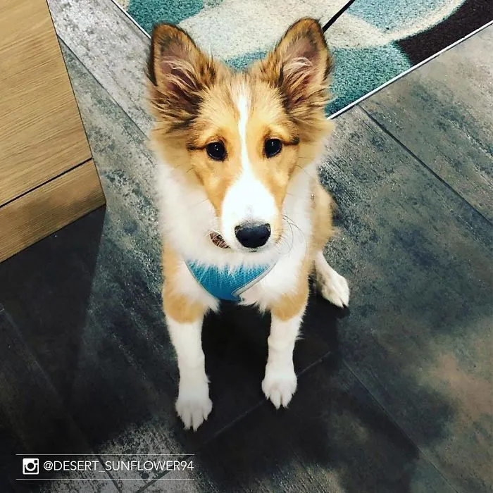 This Hotel Lets Guests Foster Dogs During Their Stay, And At Least 33 Of Them Have Been Adopted Afterward