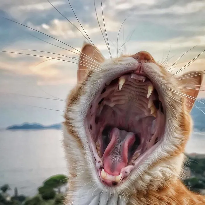 Esta italiana documenta la vida despreocupada que lleva su gato, y la verdad es que da envidia (36 fotos)