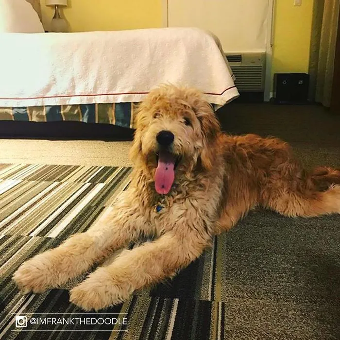 This Hotel Lets Guests Foster Dogs During Their Stay, And At Least 33 Of Them Have Been Adopted Afterward