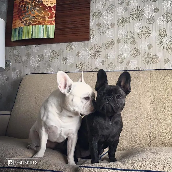 Este hotel deja que los huéspedes acojan perros durante su estancia, y después ya han sido adoptados al menos 33