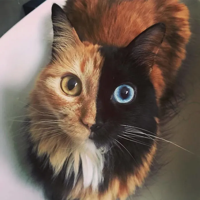 30 Pics Showcase How Unique This Two-Faced Cat Called Quimera Is