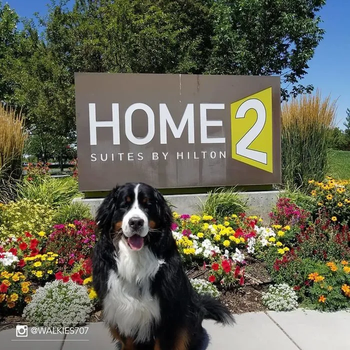 This Hotel Lets Guests Foster Dogs During Their Stay, And At Least 33 Of Them Have Been Adopted Afterward