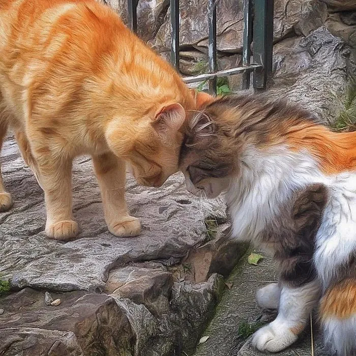 Esta italiana documenta la vida despreocupada que lleva su gato, y la verdad es que da envidia (36 fotos)