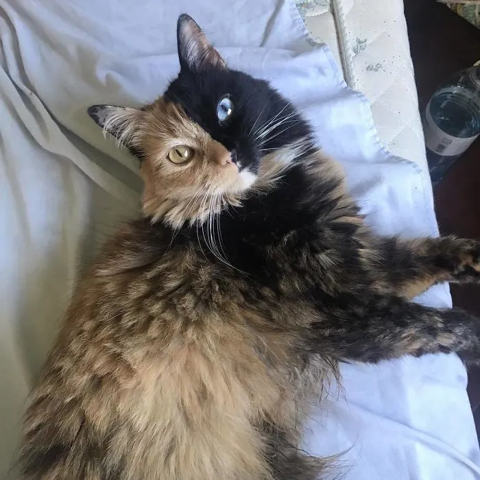 30 Pics Showcase How Unique This Two-Faced Cat Called Quimera Is