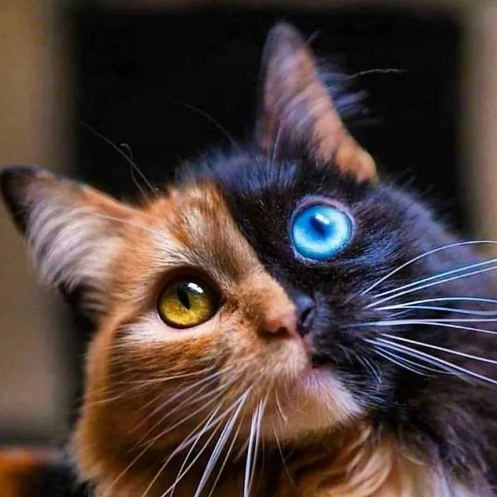 30 Pics Showcase How Unique This Two-Faced Cat Called Quimera Is