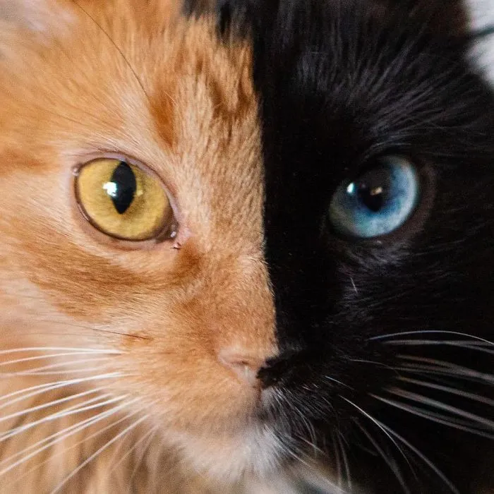 30 Pics Showcase How Unique This Two-Faced Cat Called Quimera Is
