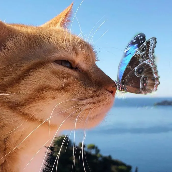 Esta italiana documenta la vida despreocupada que lleva su gato, y la verdad es que da envidia (36 fotos)