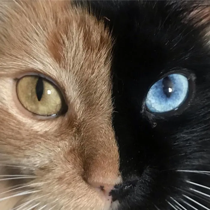 30 Pics Showcase How Unique This Two-Faced Cat Called Quimera Is