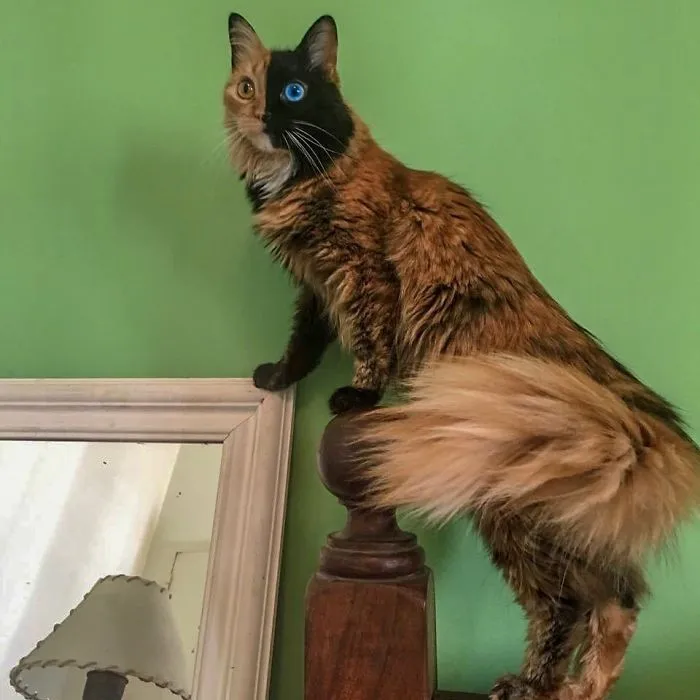 30 Pics Showcase How Unique This Two-Faced Cat Called Quimera Is