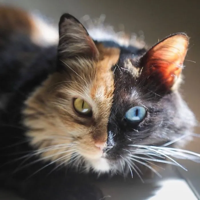 30 Pics Showcase How Unique This Two-Faced Cat Called Quimera Is
