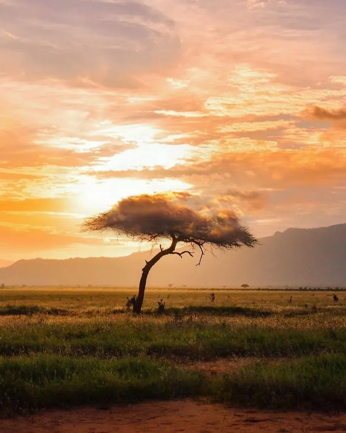 Tree Of Dreams