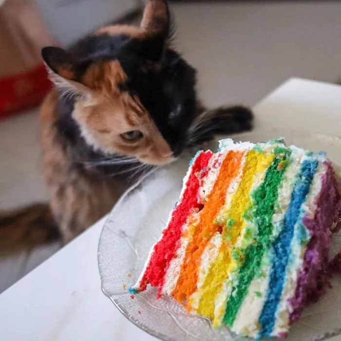 30 Pics Showcase How Unique This Two-Faced Cat Called Quimera Is