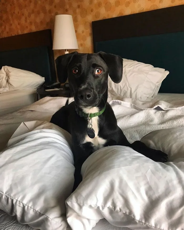This Hotel Lets Guests Foster Dogs During Their Stay, And At Least 33 Of Them Have Been Adopted Afterward