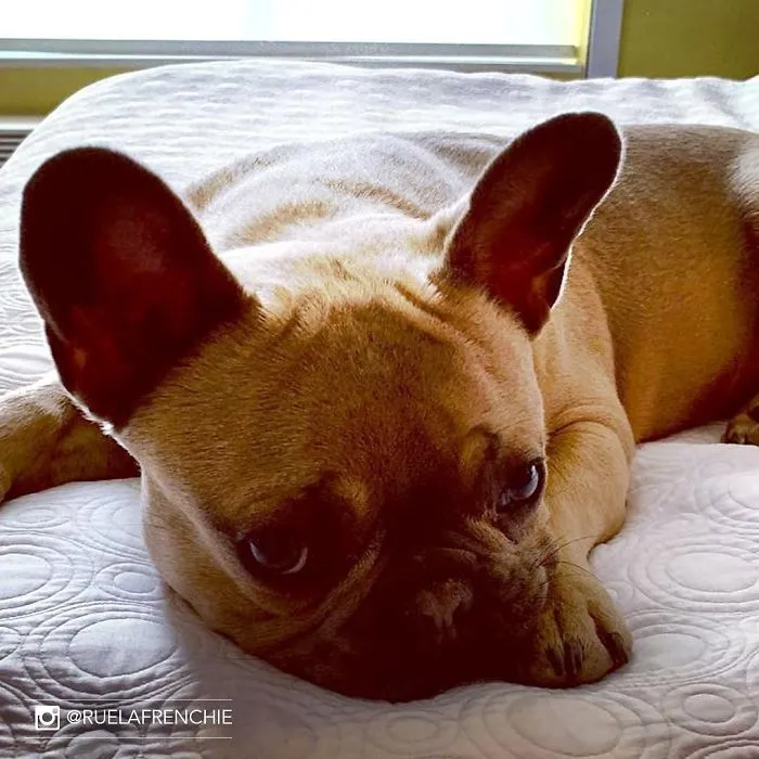 Este hotel deja que los huéspedes acojan perros durante su estancia, y después ya han sido adoptados al menos 33