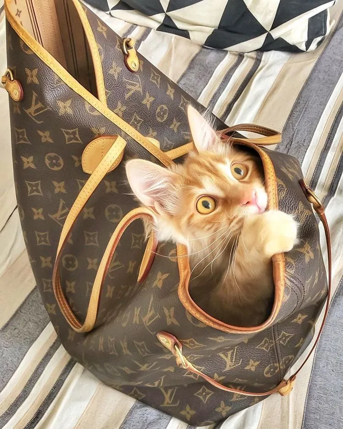 Esta italiana documenta la vida despreocupada que lleva su gato, y la verdad es que da envidia (36 fotos)