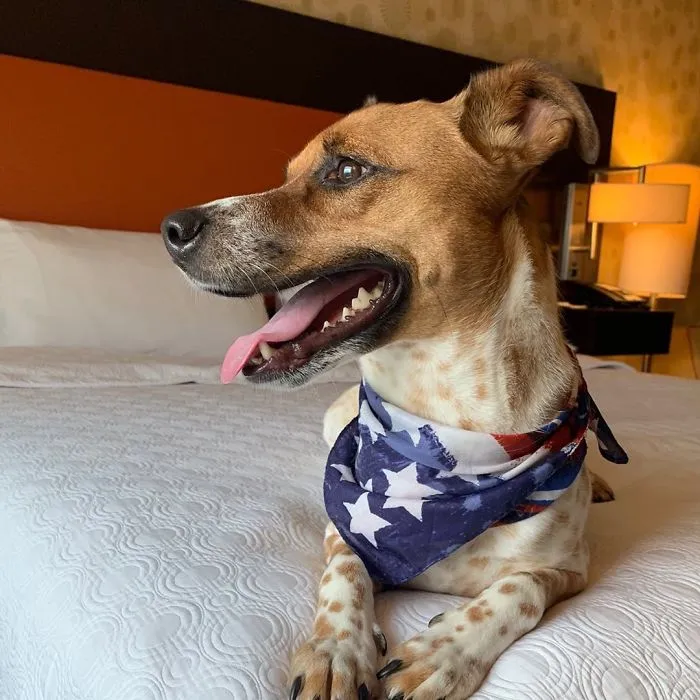 This Hotel Lets Guests Foster Dogs During Their Stay, And At Least 33 Of Them Have Been Adopted Afterward