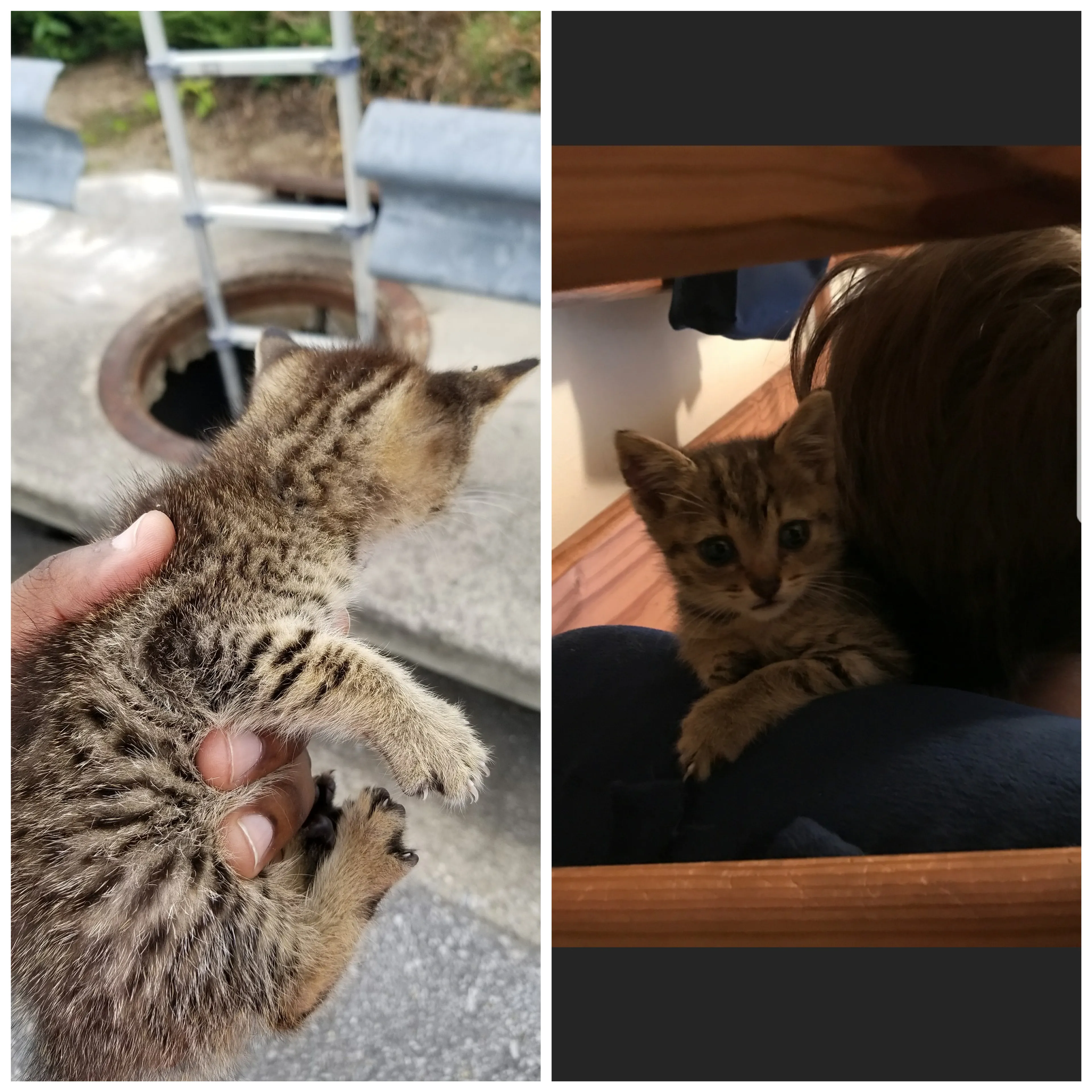 Saved From Storm Drain