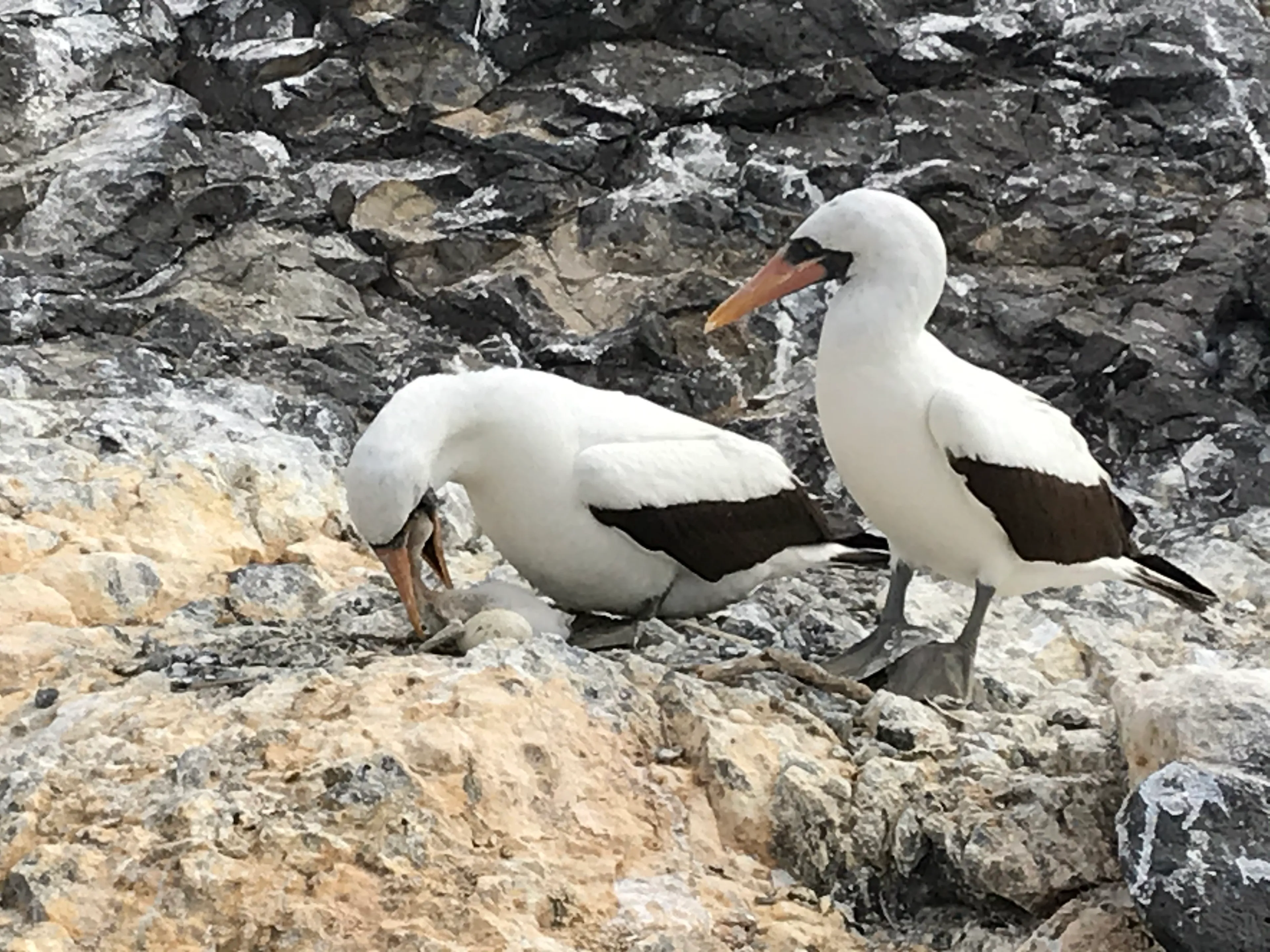 Galapagos Islands