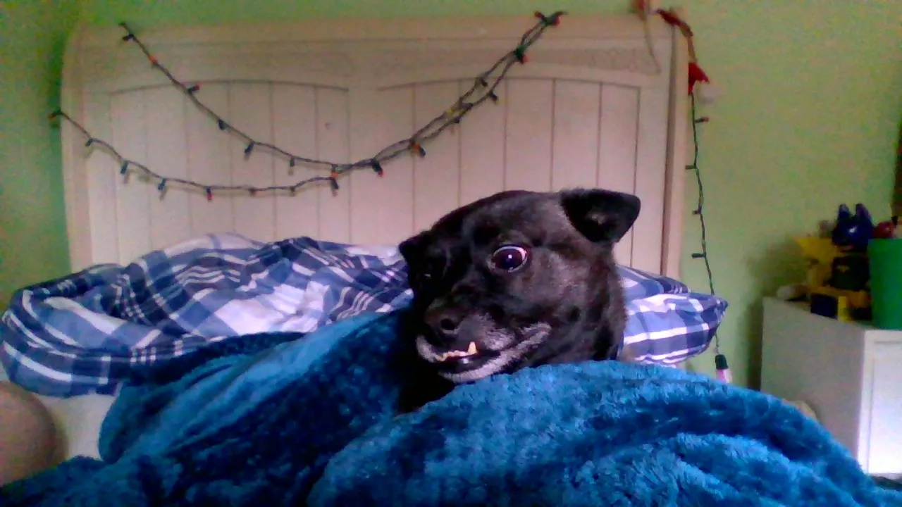 This Really Cute Dog Has A Really Bad Overbite!