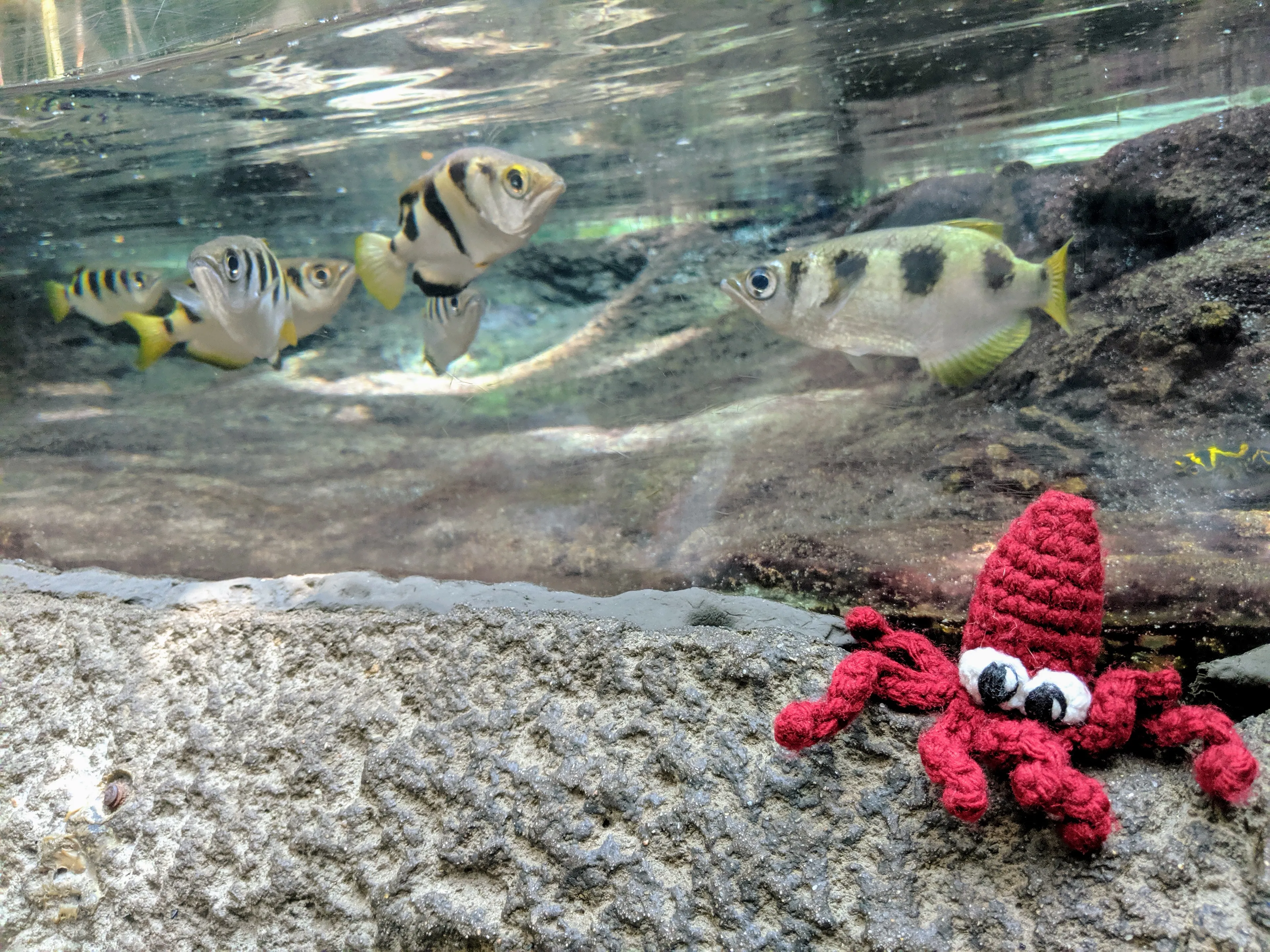 Squid Finger Puppet Goes On Amazing Adventures