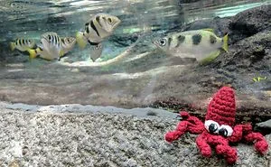Squid Finger Puppet Goes On Amazing Adventures