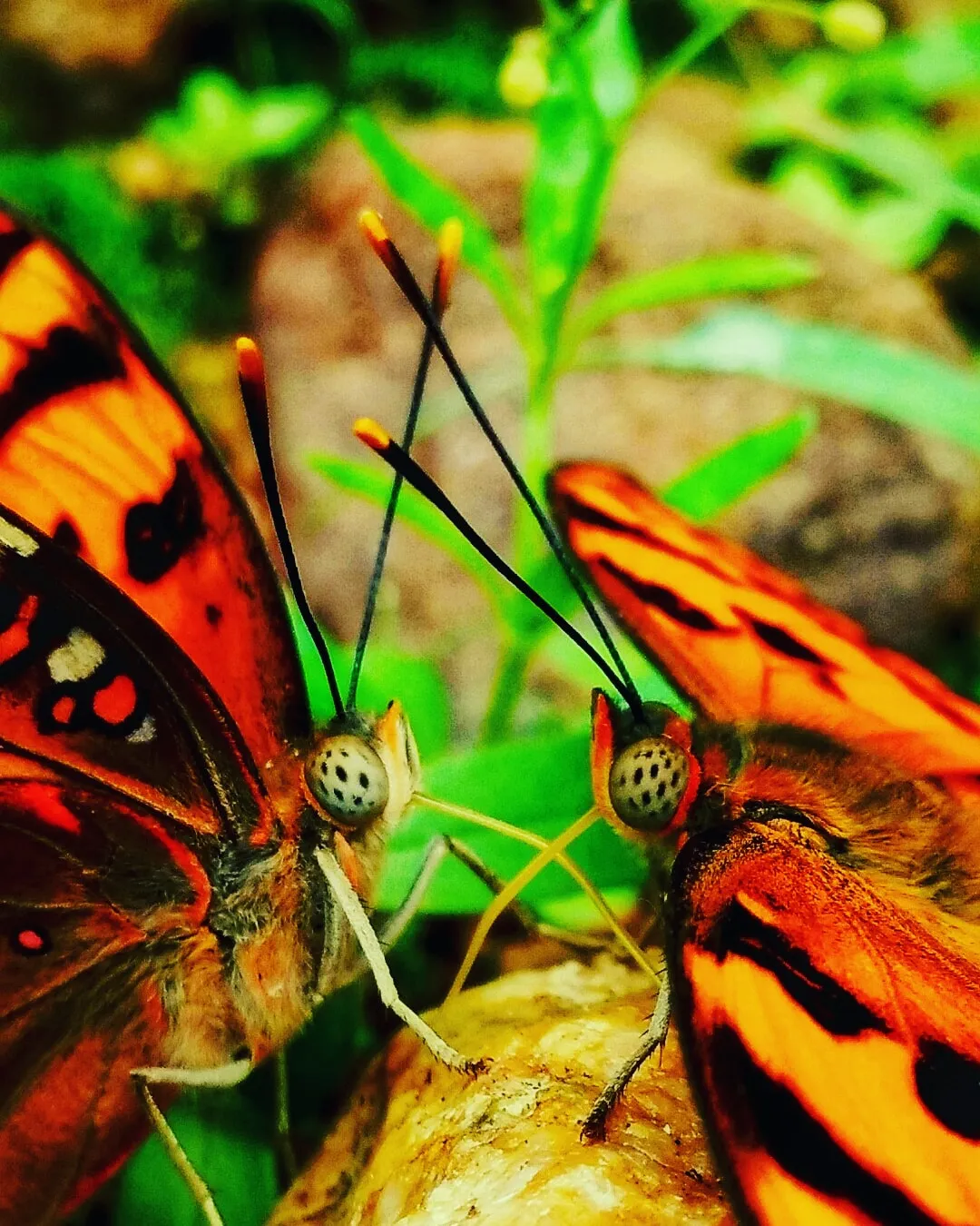 Love Is Like A Butterfly: It Goes Where It Pleases And It Pleases Wherever It Goes..
