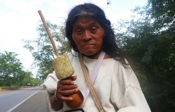 Aboriginal, Palomino